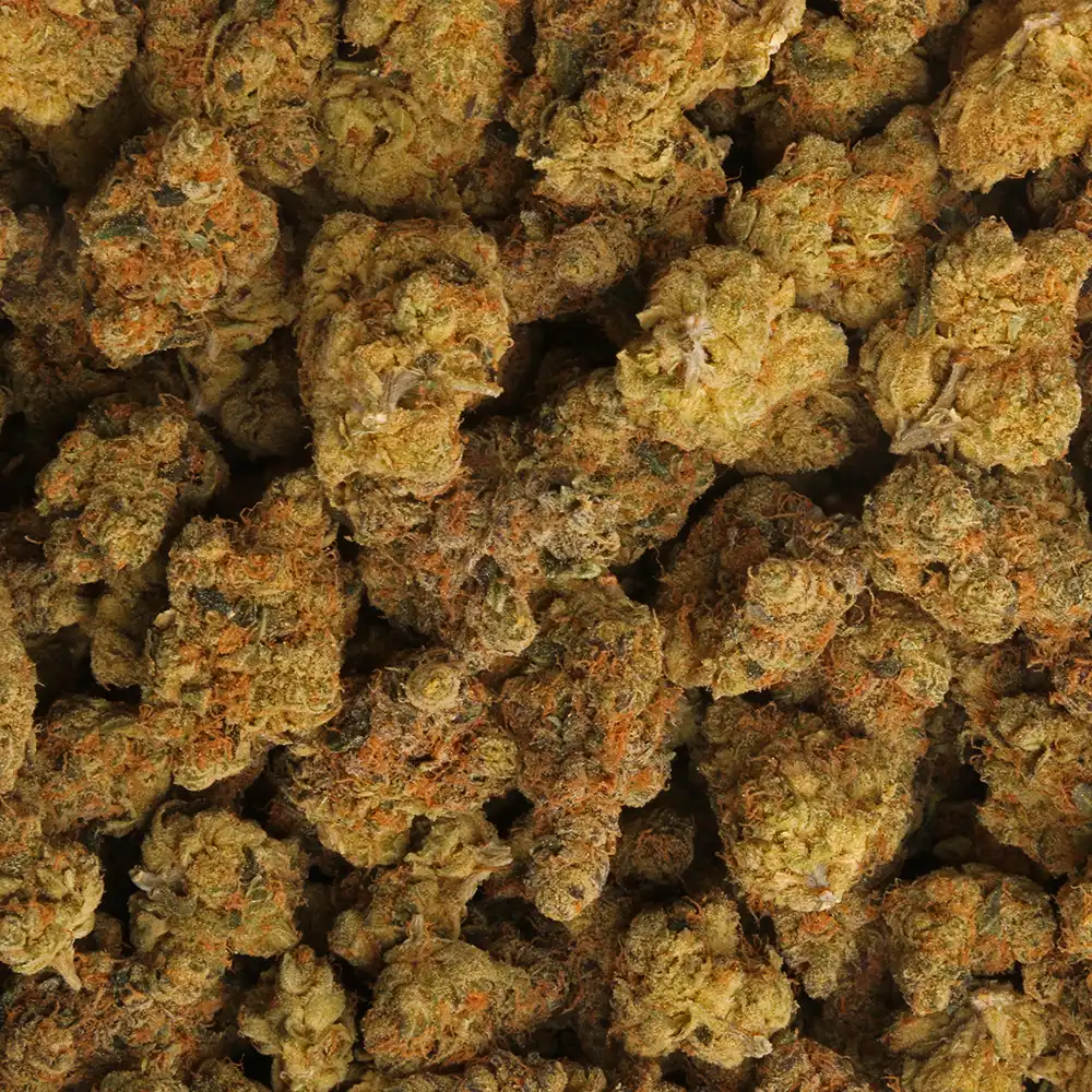 la_weeds_Maltese-Orange_1