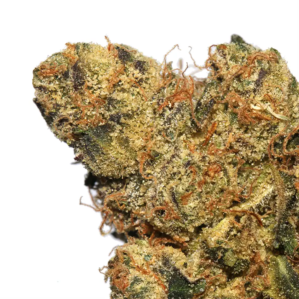 la_weeds_Maltese-Orange_2